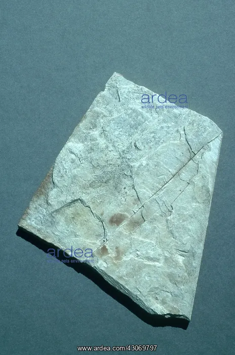 : Slate, a metamorphic rock from Tasmania, Australia : Slate, a metamorphic rock from Tasmania, Australia