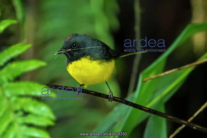 : Slate-throated Redstart, Las Tangaras Bird Reserve : Slate-throated Redstart, Las Tangaras Bird Reserve