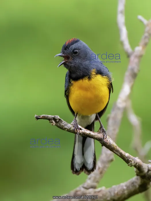 : Slate-throated Redstart (Myioborus miniatus), Ch : Slate-throated Redstart (Myioborus miniatus), Ch
