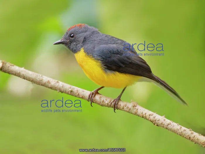 : Slate Throated Redstart Myioborus miniatus Ecuad : Slate Throated Redstart Myioborus miniatus Ecuad