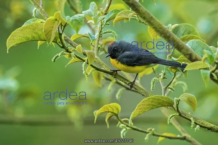 : Slate-throated Whitestart / Slate-throated Redstart : Slate-throated Whitestart / Slate-throated Redstart