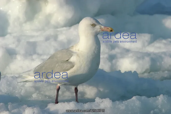 : Slaty-Backed Gull : Slaty-Backed Gull