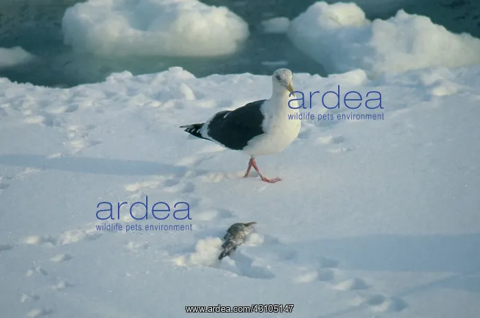 : Slaty-backed Gull : Slaty-backed Gull