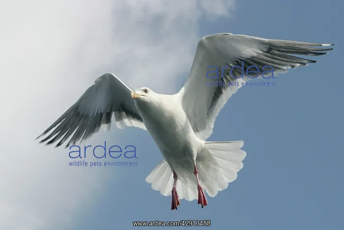 : Slaty-Backed Gull - in flight : Slaty-Backed Gull - in flight