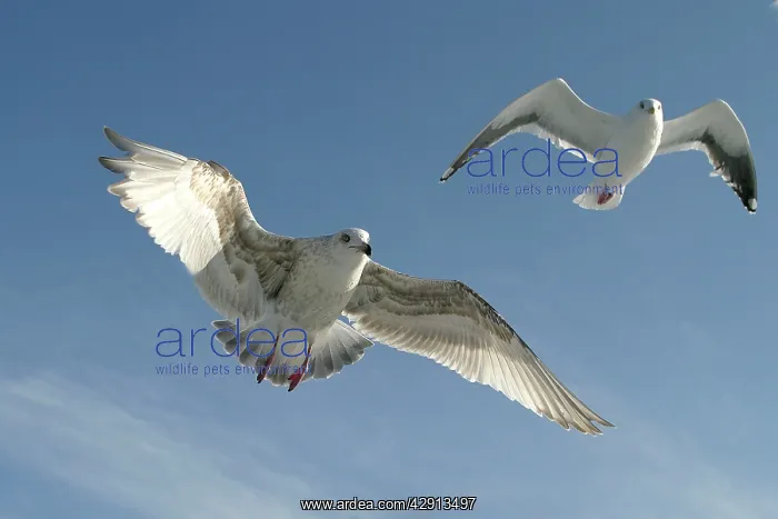 : Slaty-Backed Gull - in flight : Slaty-Backed Gull - in flight