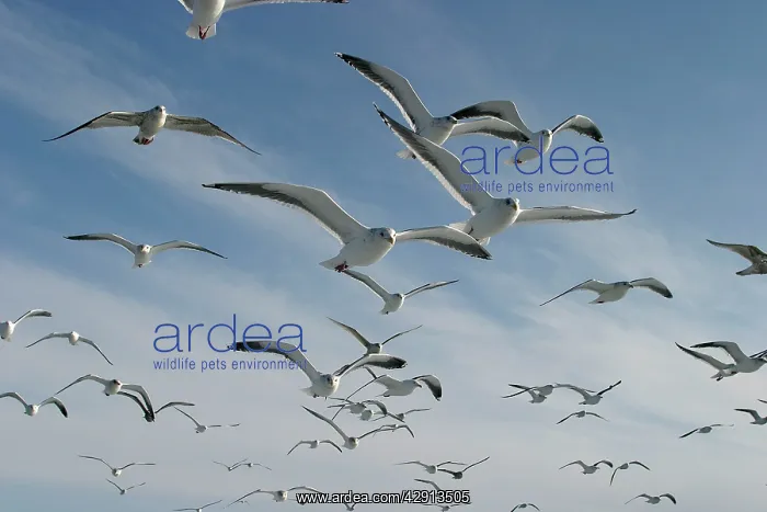 : Slaty-Backed Gull - in flight : Slaty-Backed Gull - in flight