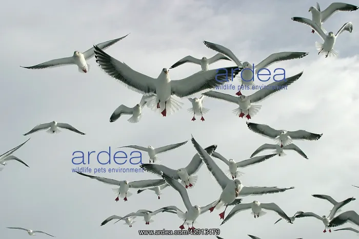 : Slaty-Backed Gull - flock in flight : Slaty-Backed Gull - flock in flight