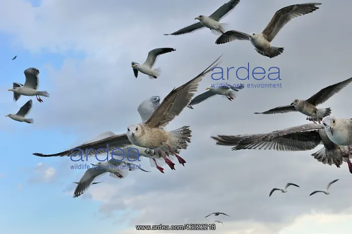 : Slaty-backed Gull / Pacific Gull in flight : Slaty-backed Gull / Pacific Gull in flight