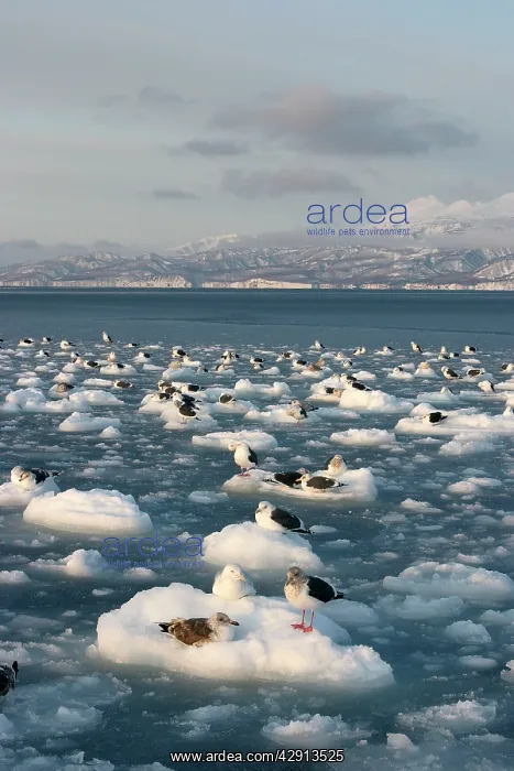 : Slaty-Backed Gull - resting on ice : Slaty-Backed Gull - resting on ice