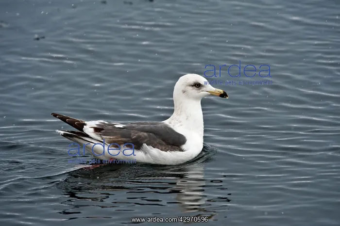 : Slaty-backed Gull - on sea : Slaty-backed Gull - on sea