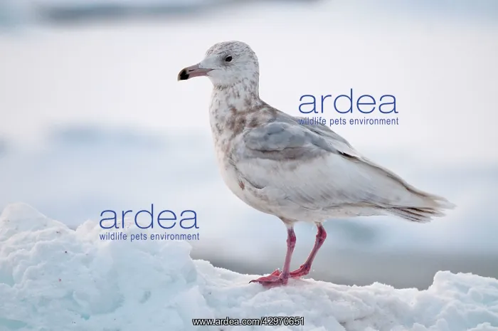 : Slaty-backed Gull - second winter bird standing on sea ice : Slaty-backed Gull - second winter bird standing on sea ice