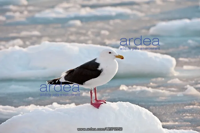: Slaty-backed Gull - standing on sea ice : Slaty-backed Gull - standing on sea ice