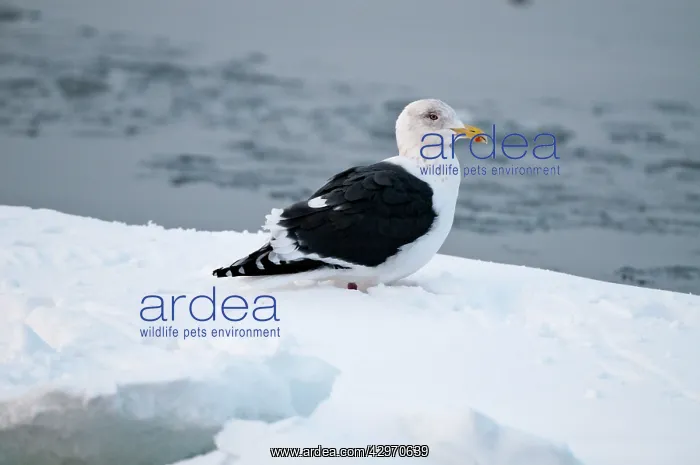 : Slaty-backed Gull - standing on sea ice : Slaty-backed Gull - standing on sea ice