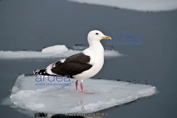 : Slaty-backed Gull - standing on sea ice : Slaty-backed Gull - standing on sea ice