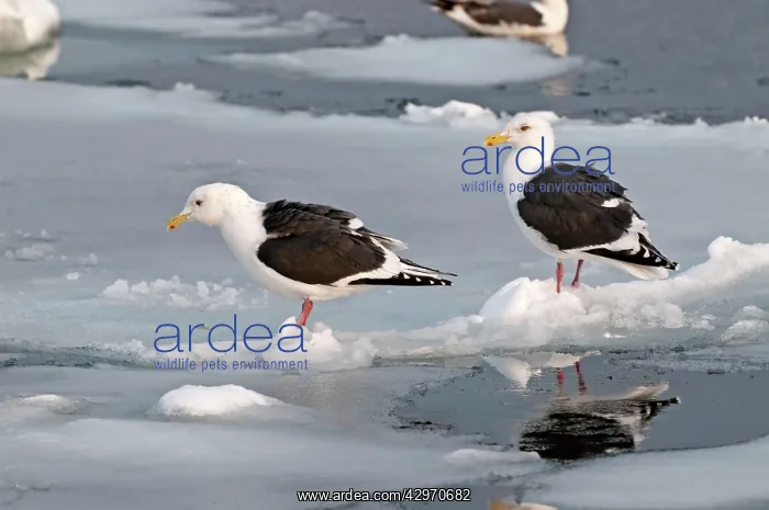 : Slaty-backed Gull - two standing on sea ice : Slaty-backed Gull - two standing on sea ice
