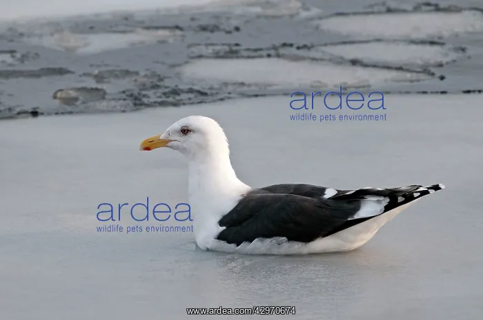 : Slaty-backed Gull - swimming amongst sea ice : Slaty-backed Gull - swimming amongst sea ice
