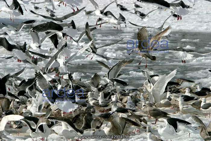 : Slaty-Backed Gulls - flock feeding on fish : Slaty-Backed Gulls - flock feeding on fish