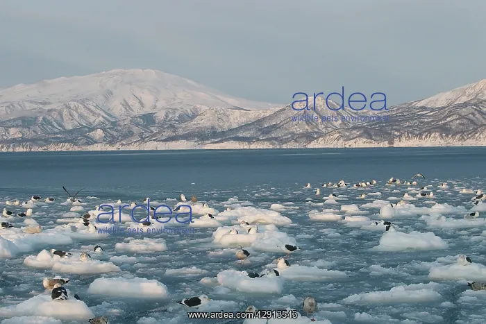 : Slaty-Backed Gulls - resting on ice : Slaty-Backed Gulls - resting on ice
