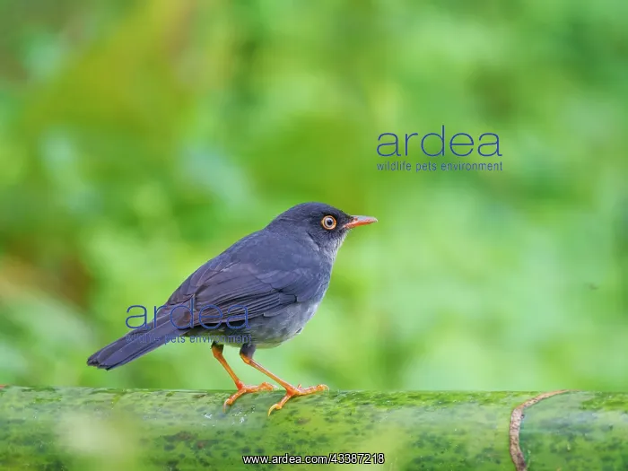 : Slaty Backed Nightingale Thrush Catharus fuscate : Slaty Backed Nightingale Thrush Catharus fuscate