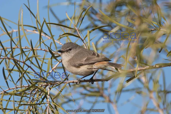 : Slaty-backed Thornbill - perched on a branch - In : Slaty-backed Thornbill - perched on a branch - In