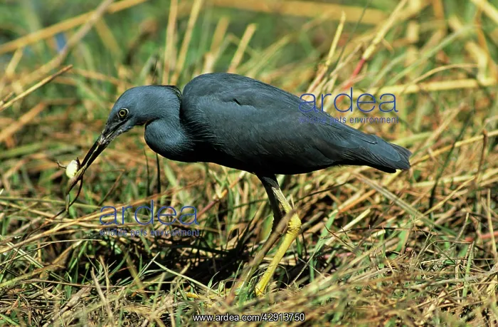 : Slaty Egret - feeding : Slaty Egret - feeding