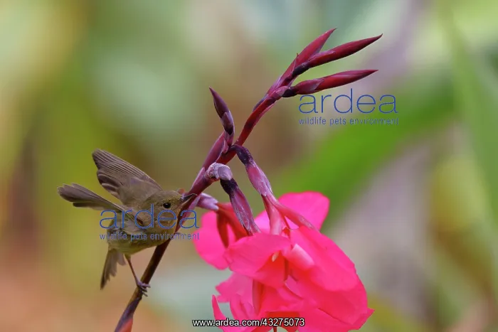 : Slaty Flower Piercer - female Diglossa plumbea San Gerardo d : Slaty Flower Piercer - female Diglossa plumbea San Gerardo d