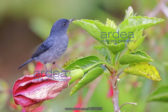 : Slaty Flower Piercer - male Diglossa plumbea San Gerardo de : Slaty Flower Piercer - male Diglossa plumbea San Gerardo de
