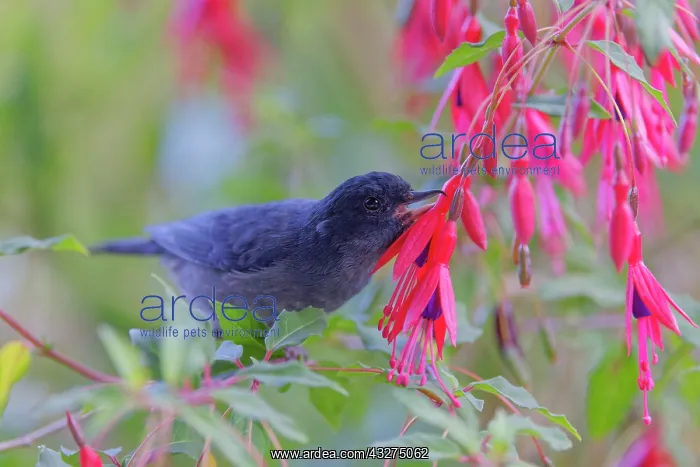 : Slaty Flower Piercer - male piercing flower to feed Diglossa : Slaty Flower Piercer - male piercing flower to feed Diglossa