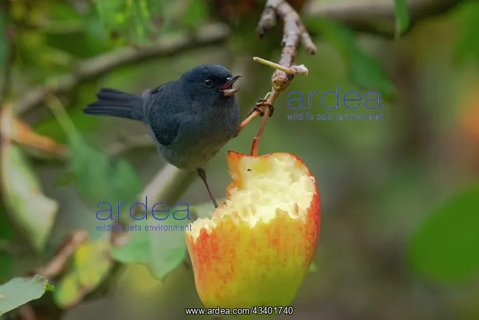 : Slaty Flowerpiercer, Slaty Flowerpiercer, Diglossa plumbea : Slaty Flowerpiercer, Slaty Flowerpiercer, Diglossa plumbea