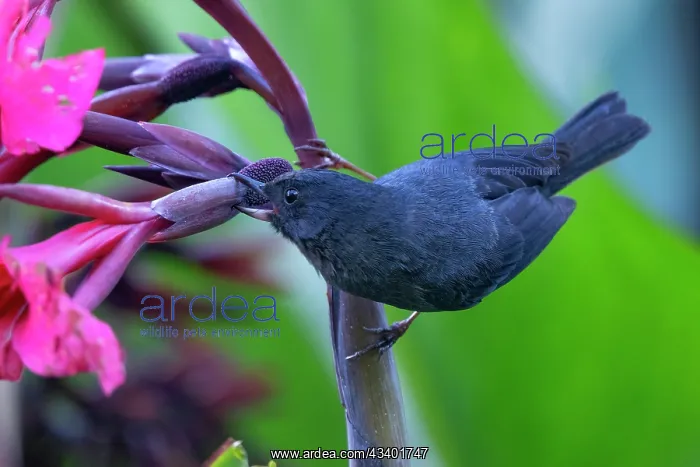  : Slaty Flowerpiercer, Slaty Flowerpiercer, Diglossa plumbea