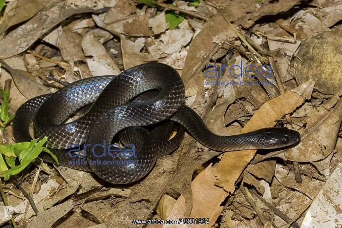 : Slaty-grey Snake : Slaty-grey Snake
