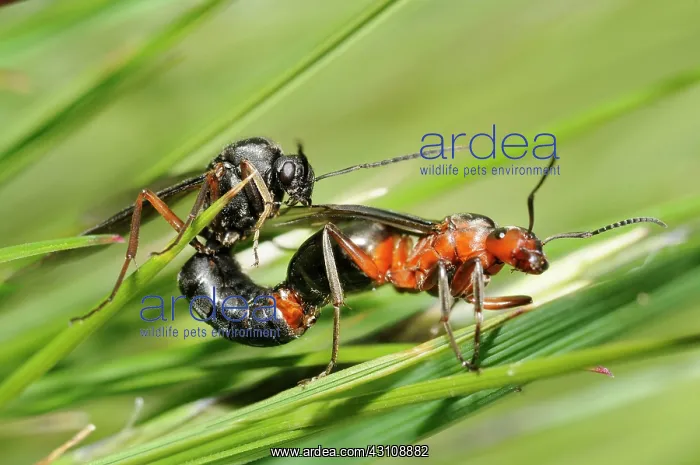 : Slavemaker ant (Formica sanguinea) mating, Samoens : Slavemaker ant (Formica sanguinea) mating, Samoens