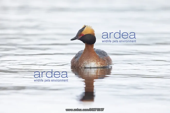  : Slavonian Grebe
