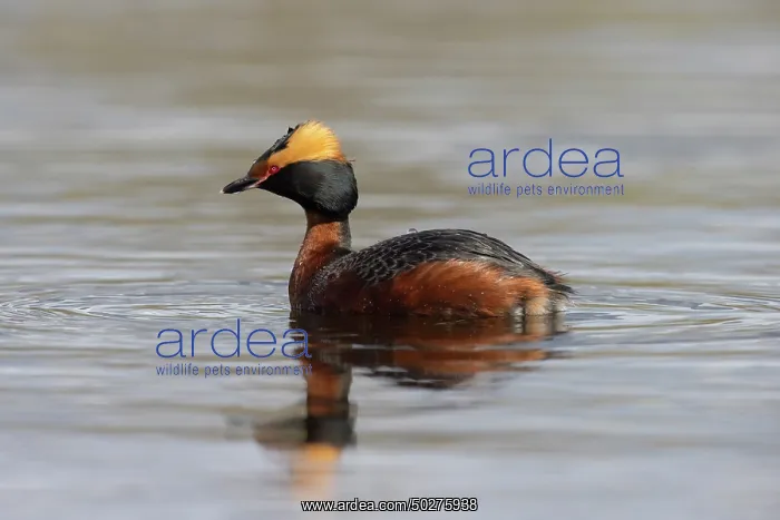 : Slavonian Grebe : Slavonian Grebe