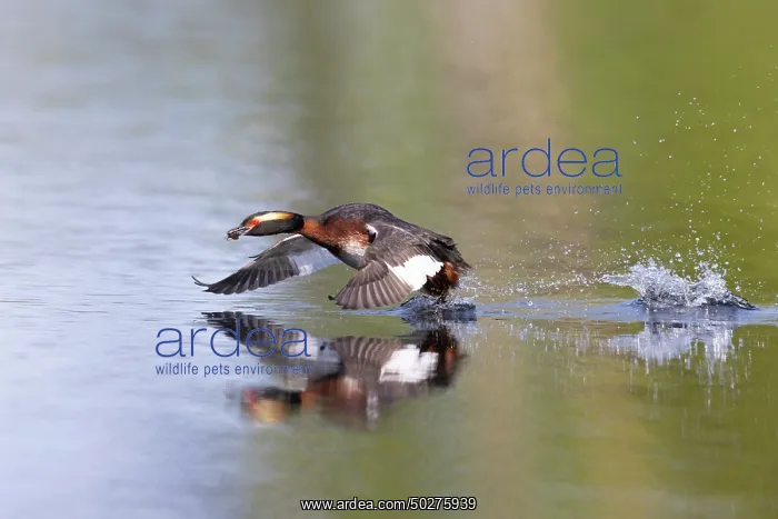 : Slavonian Grebe : Slavonian Grebe