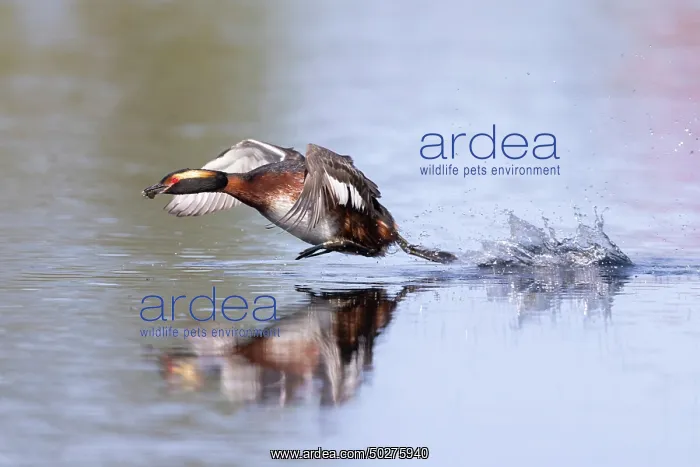 : Slavonian Grebe : Slavonian Grebe