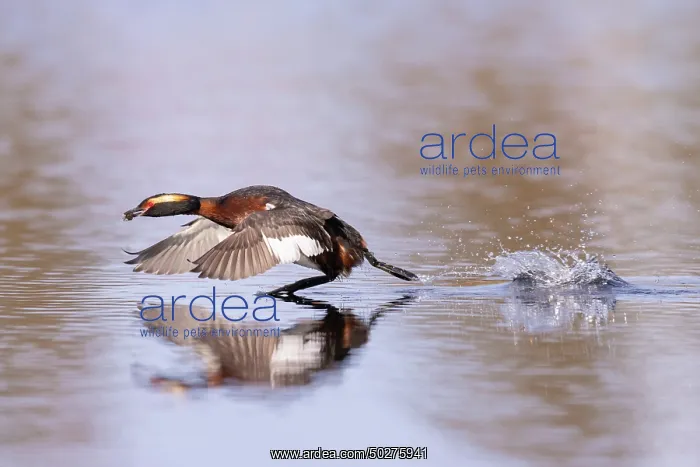 : Slavonian Grebe : Slavonian Grebe