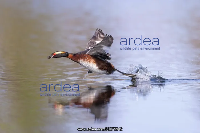 : Slavonian Grebe : Slavonian Grebe
