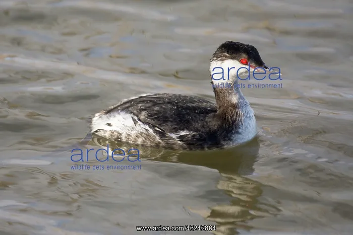 : Slavonian grebe or Horned grebe - swimming - North : Slavonian grebe or Horned grebe - swimming - North