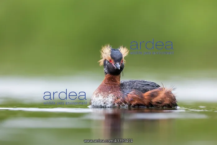 : Slavonian Grebe - Iceland : Slavonian Grebe - Iceland