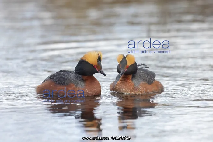 : Slavonian Grebe pair : Slavonian Grebe pair