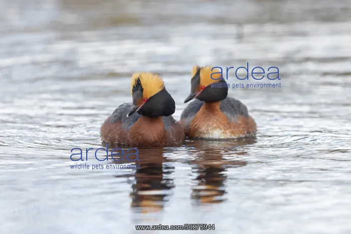 : Slavonian Grebe pair : Slavonian Grebe pair