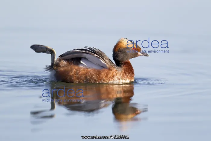 : Slavonian Grebe (Podiceps auritus) male on wate : Slavonian Grebe (Podiceps auritus) male on wate