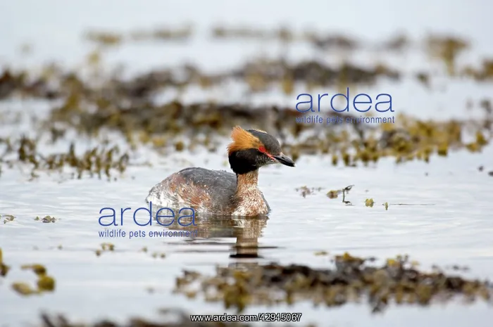 : Slavonian Grebe - Swimming in loch : Slavonian Grebe - Swimming in loch
