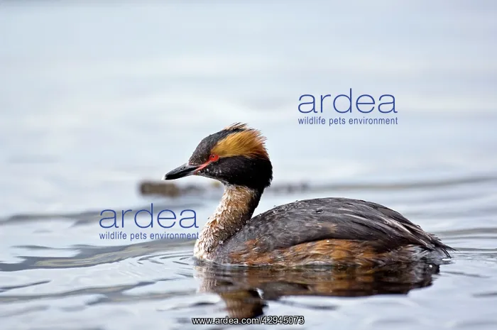 : Slavonian Grebe - Swimming in loch : Slavonian Grebe - Swimming in loch