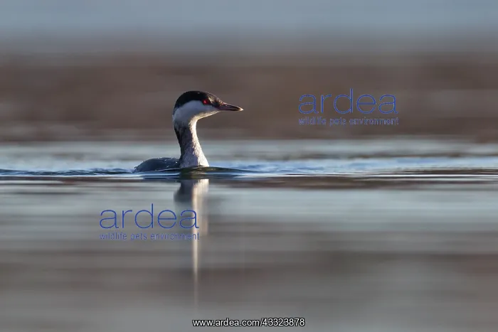 : Slavonian Grebe - winter plumage : Slavonian Grebe - winter plumage