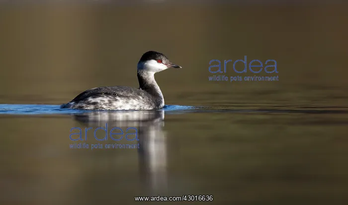  : Slavonian Grebe winter plumage February