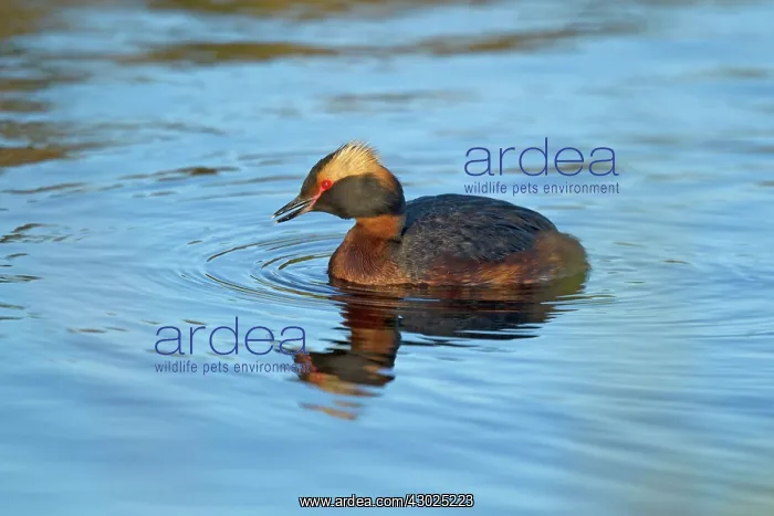 : Slavonian / Horned Grebe : Slavonian / Horned Grebe