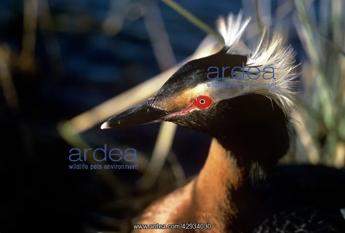 : SLAVONIAN / HORNED GREBE C / U HEAD : SLAVONIAN / HORNED GREBE C / U HEAD