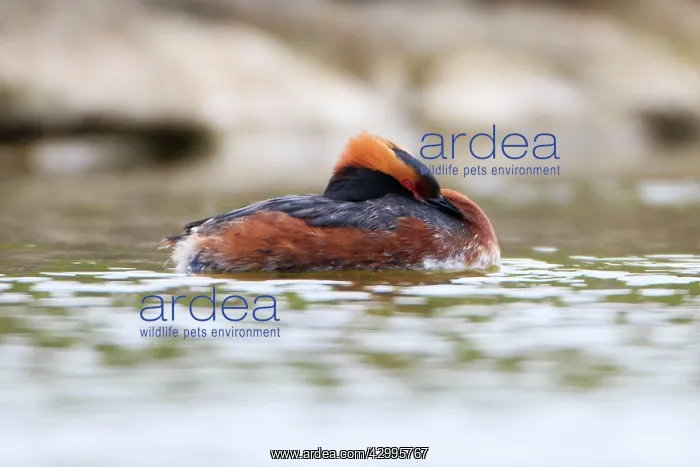  : Slavonian  /  Horned Grebe - male on lake Island of